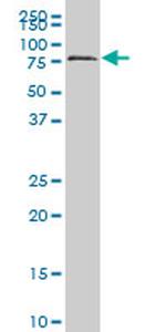 HCLS1 Antibody in Western Blot (WB)