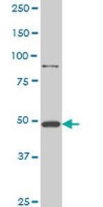 HD Antibody in Western Blot (WB)