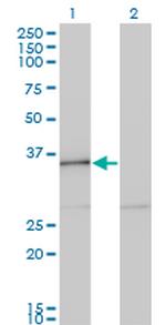 HHEX Antibody in Western Blot (WB)