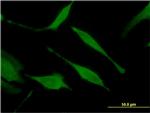 HINT1 Antibody in Immunocytochemistry (ICC/IF)