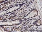 HINT1 Antibody in Immunohistochemistry (Paraffin) (IHC (P))