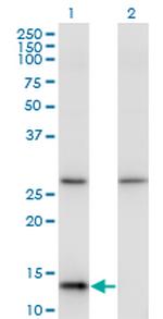 HINT1 Antibody in Western Blot (WB)