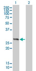 HMGB1 Antibody in Western Blot (WB)