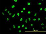 HMGB2 Antibody in Immunocytochemistry (ICC/IF)