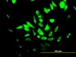 HMOX1 Antibody in Immunocytochemistry (ICC/IF)