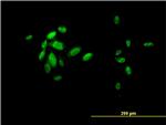 FOXA2 Antibody in Immunocytochemistry (ICC/IF)
