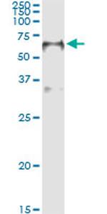 FOXA2 Antibody in Immunoprecipitation (IP)