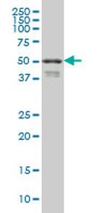 FOXA2 Antibody in Western Blot (WB)