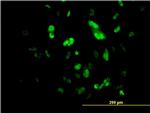 FOXA2 Antibody in Immunocytochemistry (ICC/IF)