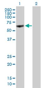 HNF4A Antibody in Western Blot (WB)