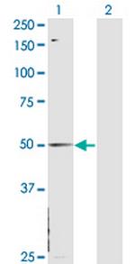 HNF4A Antibody in Western Blot (WB)