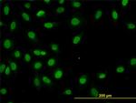 HNF4A Antibody in Immunocytochemistry (ICC/IF)