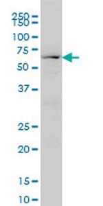 HNF4A Antibody in Western Blot (WB)