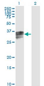 HPX Antibody in Western Blot (WB)