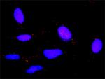 HRH1 Antibody in Proximity Ligation Assay (PLA) (PLA)