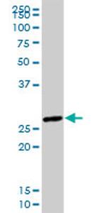 HES1 Antibody in Western Blot (WB)