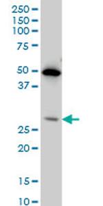 HES1 Antibody in Western Blot (WB)