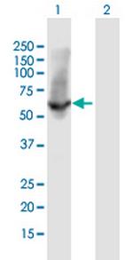 HSPA1L Antibody in Western Blot (WB)