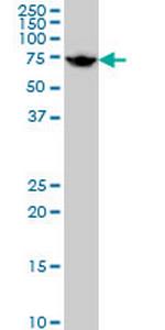 HSPA1L Antibody in Western Blot (WB)