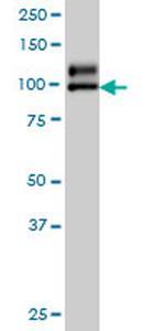 NDST1 Antibody in Western Blot (WB)