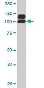 NDST1 Antibody in Western Blot (WB)