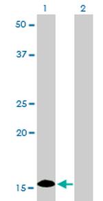 ID1 Antibody in Western Blot (WB)