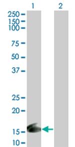 ID1 Antibody in Western Blot (WB)