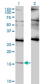 ID2 Antibody in Western Blot (WB)