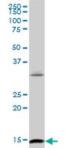 ID2 Antibody in Western Blot (WB)