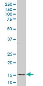 ID2 Antibody in Western Blot (WB)