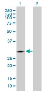 IDI1 Antibody in Western Blot (WB)