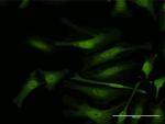 IFI35 Antibody in Immunocytochemistry (ICC/IF)