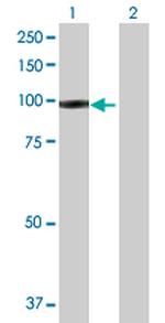 IFI35 Antibody in Western Blot (WB)