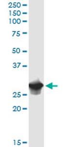 IFI35 Antibody in Western Blot (WB)