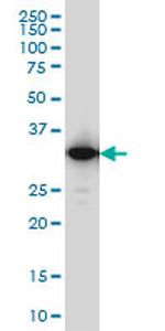 IFI35 Antibody in Western Blot (WB)