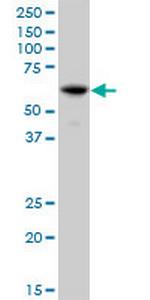 IFIT3 Antibody in Western Blot (WB)