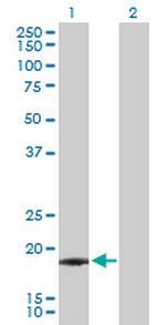 IFNA21 Antibody in Western Blot (WB)