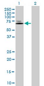 IFNGR1 Antibody in Western Blot (WB)