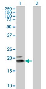 IFNW1 Antibody in Western Blot (WB)