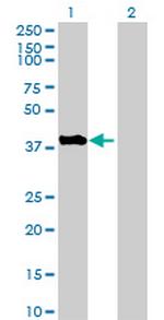 IGBP1 Antibody in Western Blot (WB)