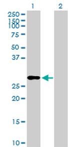 IGF2 Antibody in Western Blot (WB)