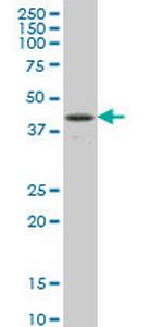 RBPJ Antibody in Western Blot (WB)