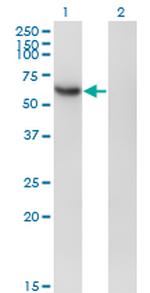 RBPJ Antibody in Western Blot (WB)