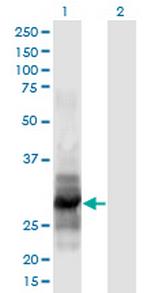 IL12A Antibody in Western Blot (WB)