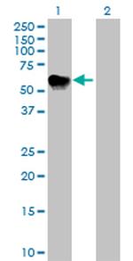 IL16 Antibody in Western Blot (WB)