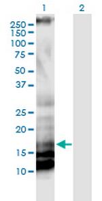 IL17A Antibody in Western Blot (WB)