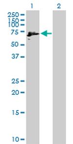 IMPDH2 Antibody in Western Blot (WB)