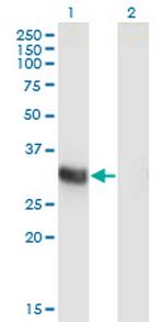 ING2 Antibody in Western Blot (WB)