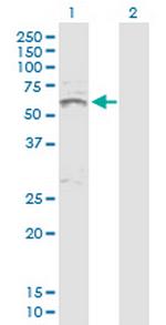 INHBA Antibody in Western Blot (WB)