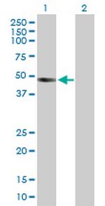 INHBB Antibody in Western Blot (WB)